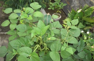 绿豆高产种植方法,第4图