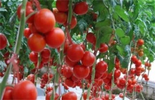 番茄种植管理步骤,第4图