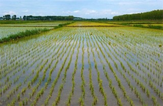 水稻的种植技术,第1图