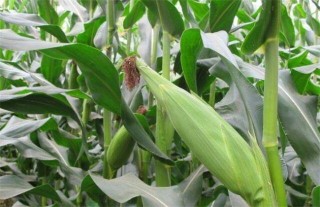 水果玉米的种植技术,第4图
