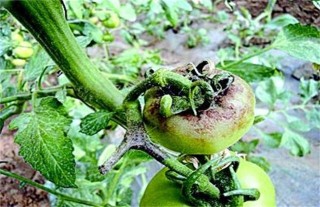 冬季种植蔬菜最易发生的四大病害,第4图