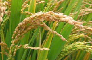 有机稻米在栽培过程中要注意的技术问题,第4图