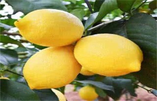 柠檬增产的方法,第3图