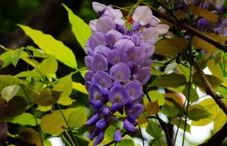 紫藤花什么时候开花？,第1图