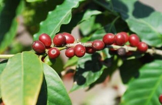 咖啡树种植条件,第1图
