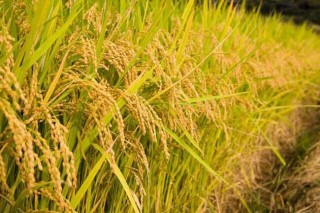 有机稻米在栽培过程中要注意的技术问题,第5图