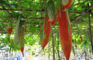 变色瓜的栽培技术,第1图