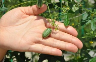拇指西瓜种植方法,第4图
