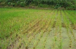 水稻肥害症状及防治措施,第4图