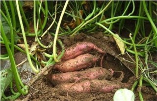 红薯膨大期施肥方法,第2图