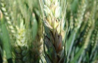 小麦白穗的原因及防治方法,第3图