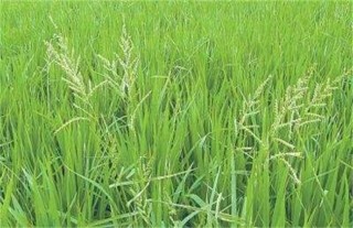 水稻早穗的原因及防治方法,第2图