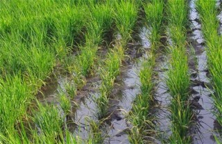 水稻肥害症状及防治措施,第3图
