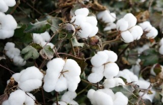 棉花要如何种植,第5图