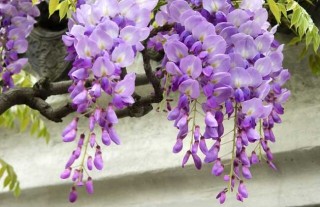 紫藤花什么时候开花？,第3图