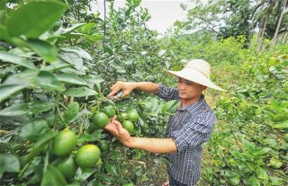 种植柠檬的注意事项,第2图