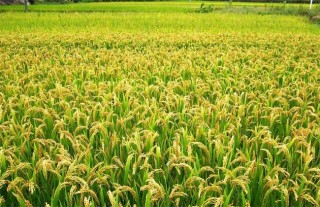 水稻的种植技术,第5图