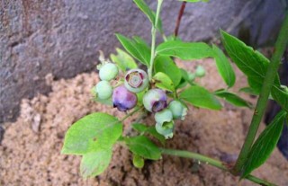 蓝莓种植要什么条件？,第4图