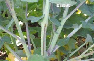 油菜缺硼症状及防治方法,第3图