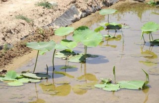 种植莲藕每亩投资多少钱？,第2图