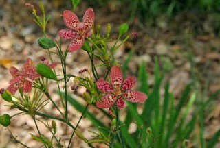 射干高产种植管理技术,第4图