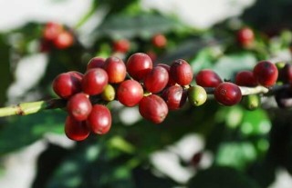 咖啡树种植条件,第3图