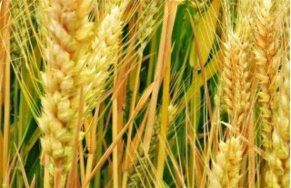 冬小麦的需肥特点,第4图