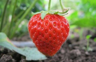 草莓怎么保存时间长？,第5图