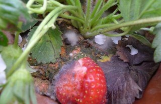 草莓灰霉病用什么特效药？,第1图