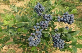 蓝莓种植一亩的成本,第1图