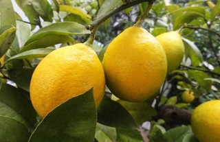 柠檬树繁殖技术,第1图