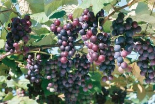 夏黑葡萄种植技术,第2图