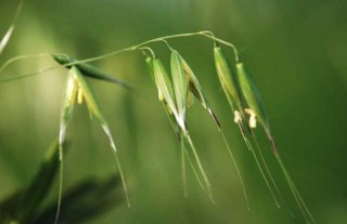 野燕麦是什么植物？,第2图