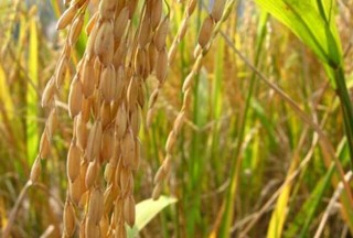 有机稻米在栽培过程中要注意的技术问题,第2图
