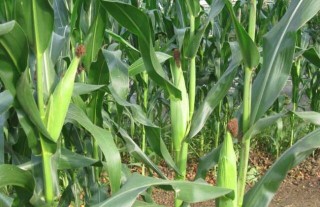 种玉米用什么肥料最好？,第2图