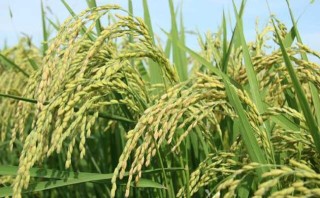 水稻生长后期高产栽培要点,第1图