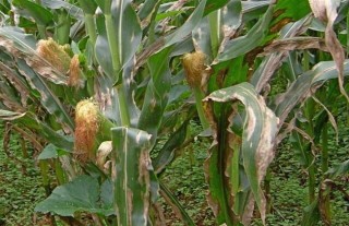玉米主要病害的防治方法,第1图