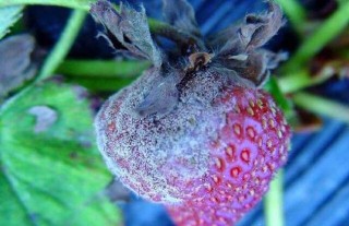 草莓灰霉病用什么特效药？,第4图