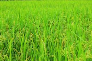 水稻生长后期高产栽培要点,第4图