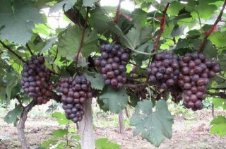 夏黑葡萄种植技术,第4图