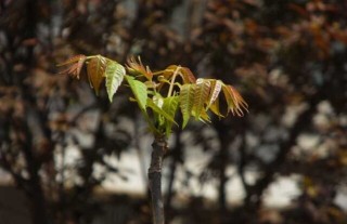 香椿芽的储存方法,第2图