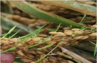水稻穗发芽原因及预防方法,第2图