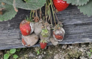 草莓灰霉病用什么特效药？,第3图