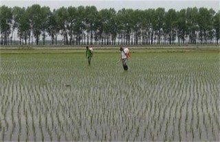 水稻返青期管理技术,第3图