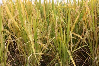 假劣杂交水稻种子的辨别方法,第1图