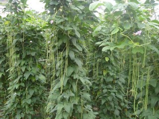 豇豆高产种植技术,第1图