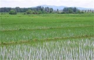 水稻返青期管理技术,第4图