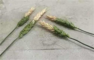 小麦白穗的原因及防治方法,第4图