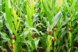 玉米田除草剂的使用方法,第2图