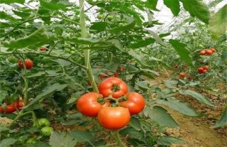 番茄种植土肥水管理技术,第2图